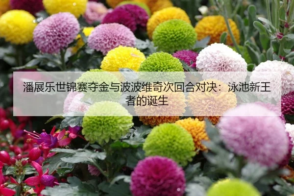 潘展乐世锦赛夺金与波波维奇次回合对决：泳池新王者的诞生